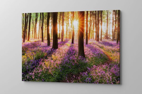 Obraz na płótnie wiosenny las z promieniami słońca