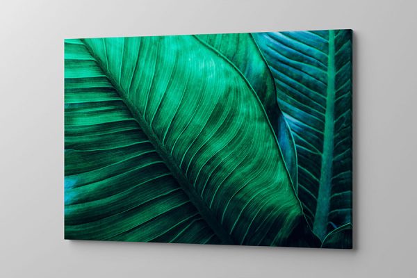 Obraz na płótnie egzotyczne duże liście
