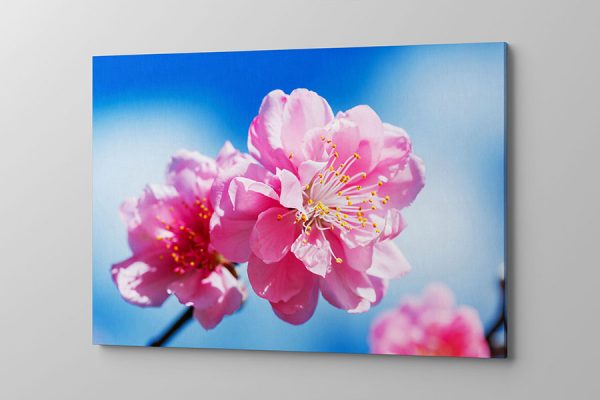 Obraz na płótnie piękny różowy kwiat na tle błękitnego nieba