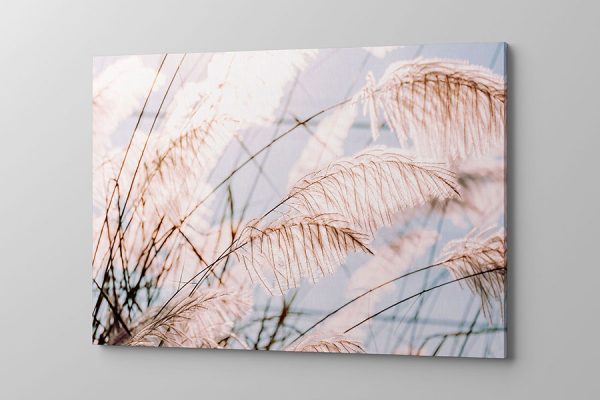 Obraz na płótnie delikatne trawy