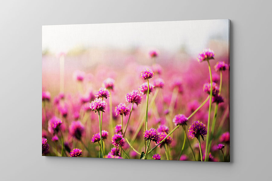 Obraz na płótnie łąka z różowymi kwiatami