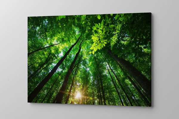 Obraz na płótnie zielony las z promieniami słońca