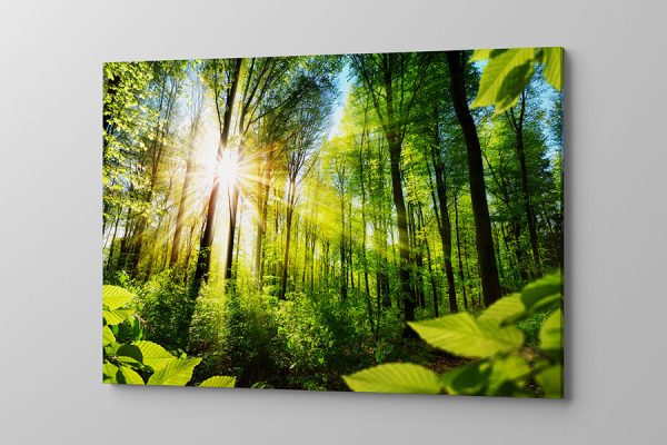 Obraz na płótnie promienie słońca przedzierające się przez konary drzew