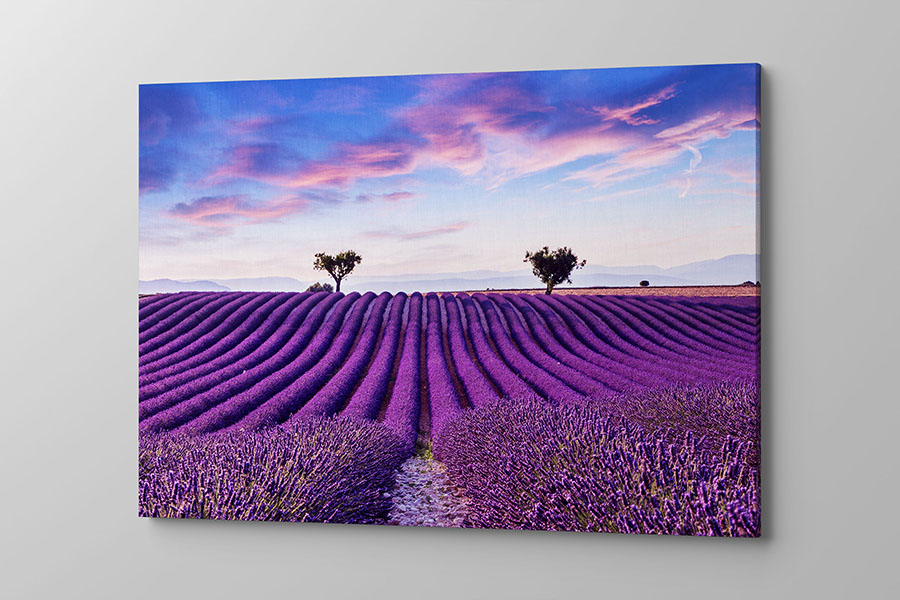 Obraz na płótnie kwitnące lawendowe pola na południu Francji