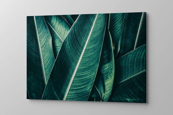 Obraz na płótnie duże tropikalne liście