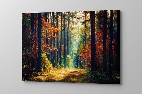 Obraz na płótnie kolorowy las